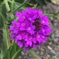 バーベナの画像