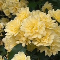 モッコウバラの画像