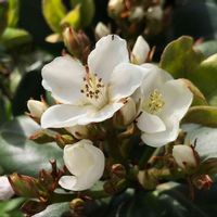 シャリンバイの画像