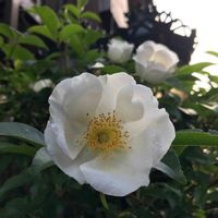 ナニワイバラの画像