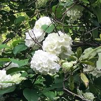 オオデマリの画像