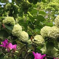 オオデマリの画像