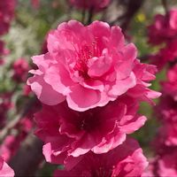 ハナモモの画像