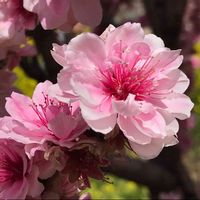 ハナモモの画像