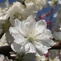 ハナモモの画像