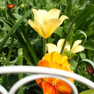 原種系チューリップ ホンキートンク,地植え,秋植え球根,黄色い花,暖色花壇の画像