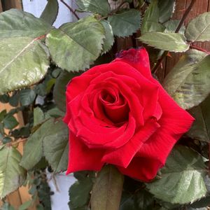 ガーデニング,薔薇♪,バラ・ミニバラ,バラを楽しむ,バラのある暮らしの画像