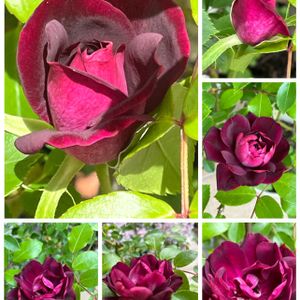 バーガンディ･アイスバーグ,バラ 鉢植え,ばら バラ 薔薇,コラージュ仲間達,小さな庭の画像