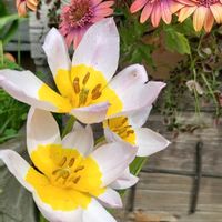 フリージア,オステオスペルマム,エンジェルクローバー・オニキス,原種系チューリップ  サクサティリス,花のある暮らしの画像