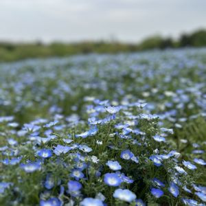 ネモフィラ,ネモフィラ,可愛い,咲いた！,青い花の画像