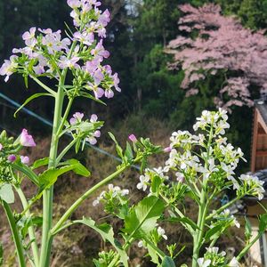 山桜,大根の花,大根の花,白菜の菜の花,野菜の花の画像