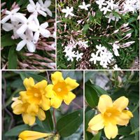 カロライナジャスミン,ハゴロモジャスミン,いい香り,白い花,可愛らしいの画像