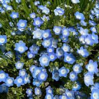 ネモフィラ,菜の花,公園,癒される,青い花の画像