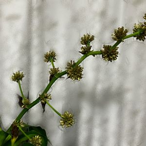 幸福の木,ドラセナ マッサンゲアナ(幸福の木),幸福の木　花,観葉植物,成長記録の画像