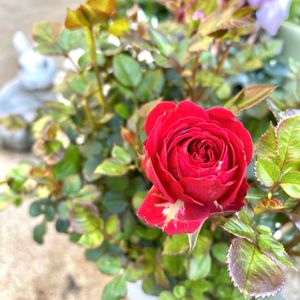 バラ(赤),ミニバラ ボルドーコルダーナ,花のある暮らし,今日のお花,自宅にての画像
