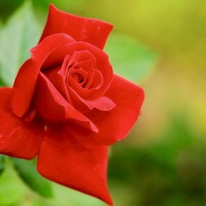 バラ,今日のお花,ばら バラ 薔薇,バラ科バラ属,低木（灌木）、または木本性のつる性植物)の画像
