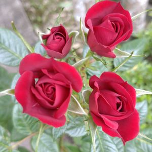ミニバラ,赤い薔薇,スイートマザー,今日のお花,繋がりに感謝✨の画像