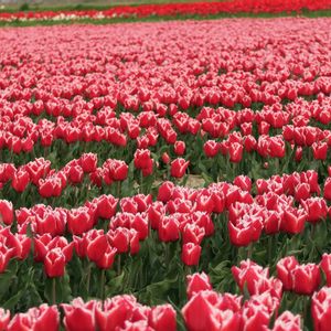 チューリップ,チューリップ,花いっぱい！,真っ赤な火曜日,かたかごさん応援の画像