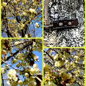 花のある暮らし,多肉女子,たまには散歩しようね,新宿御苑内のさくらと風景,黄桜は別名『鬱金桜』(ウコンサクラ)と呼ばれるの画像