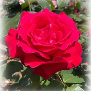 花のある暮らし,GSのみなさんに感謝♡,バラを楽しむ,バラのある暮らし,今日のお花の画像