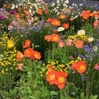 バーベナ,ポピー,春の花,シラー・カンパニュラータ,花のある暮らしの画像
