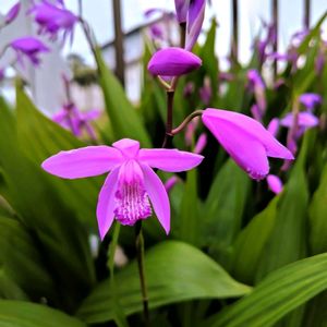 宿根草,シラン（紫蘭）,紫の花,花のある暮らし,小さな庭の画像