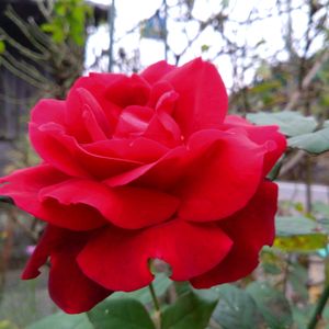 バラ(赤),花のある暮らし,我が家のバラの画像