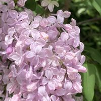 ライラック,ムラサキハシドイ,ライラック(リラの花),ライラック（紫丁香花）,落葉低木の画像