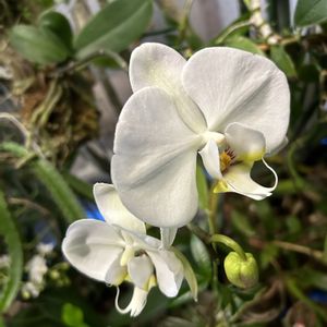 胡蝶蘭,胡蝶蘭,温室,アジアンガーデニング,白い花の画像