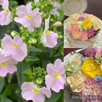 ネメシア,ネメシア,花のある暮らし,小花会,おうち園芸の画像