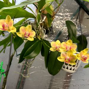 ミニ胡蝶蘭,ミニ胡蝶蘭,温室,アジアンガーデニング,黄色い花の画像