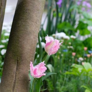 チューリップ,地植え,フリンジ咲き,my garden,植えっぱなし球根の画像