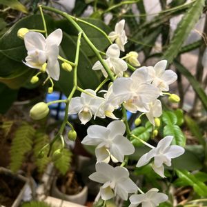 ミニ胡蝶蘭,ミニ胡蝶蘭,温室,アジアンガーデニング,白い花の画像