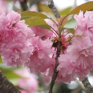 八重桜,地植え,可愛い〜♡,ピンクの花,花のある暮らしの画像