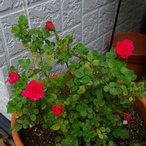 ミニバラ,ガーデンシクラメン,赤い花,あっ火曜日,おうち園芸の画像