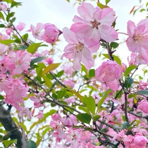 ハナカイドウ,可愛い,咲いた！,ピンクの花,春のお花の画像