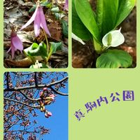 水芭蕉,カタクリの花,真駒内公園の画像