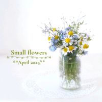 ワスレナグサ,ジャーマンカモミール,ハーブ,可愛い,白い花の画像
