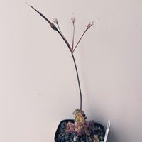 ペラルゴニウム,塊根植物,珍奇植物,ビザールプランツ,冬型塊根の画像