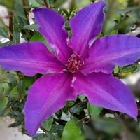 クレマチス,クレマチス,クレマチス 江戸紫,鉢植え,挿し木の画像