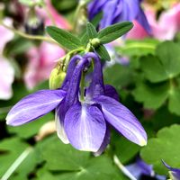 オダマキ,紫の花,和風ティスト,庭の画像