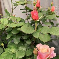 バラ ディスタントドラムス,ニューイマジン,バラ・カクテル,バラ 鉢植え,つるバラの画像