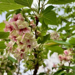 御衣黄桜（ギョイコウザクラ）,開花,満開,バラ科,サクラ属の画像
