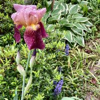 アジュガ,ペラルゴニウム,ジャーマンアイリス（ドイツアヤメ）,雨の庭,よく咲くスミレ♡の画像
