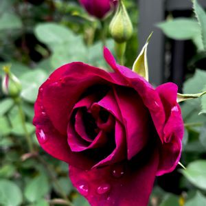 薔薇　ルイ14世,赤い花,鉢植え,ノンフィルター,今日のお花の画像