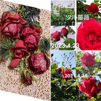 金魚草,レッドロビン,アカメ,アカメ,椿(ツバキ)の画像