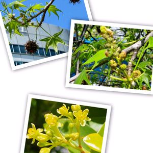 タブノキ,モミジバフウ,モミジバフウの雄花,樹木,葉っぱの画像