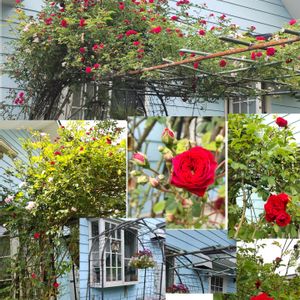赤い薔薇,真っ赤な薔薇,ツルバラ,地植え,我が家の庭の画像