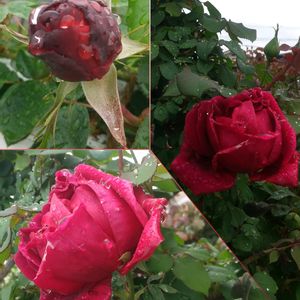 バラ,赤い薔薇,散歩,花のある暮らし,赤いバラの画像