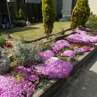 ツルニチニチソウ,プリムラ,芝桜,花壇,庭の画像